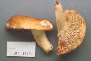 Russula compacta image