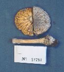 Amanita onusta image