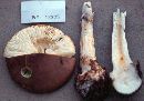 Amanita porphyria image