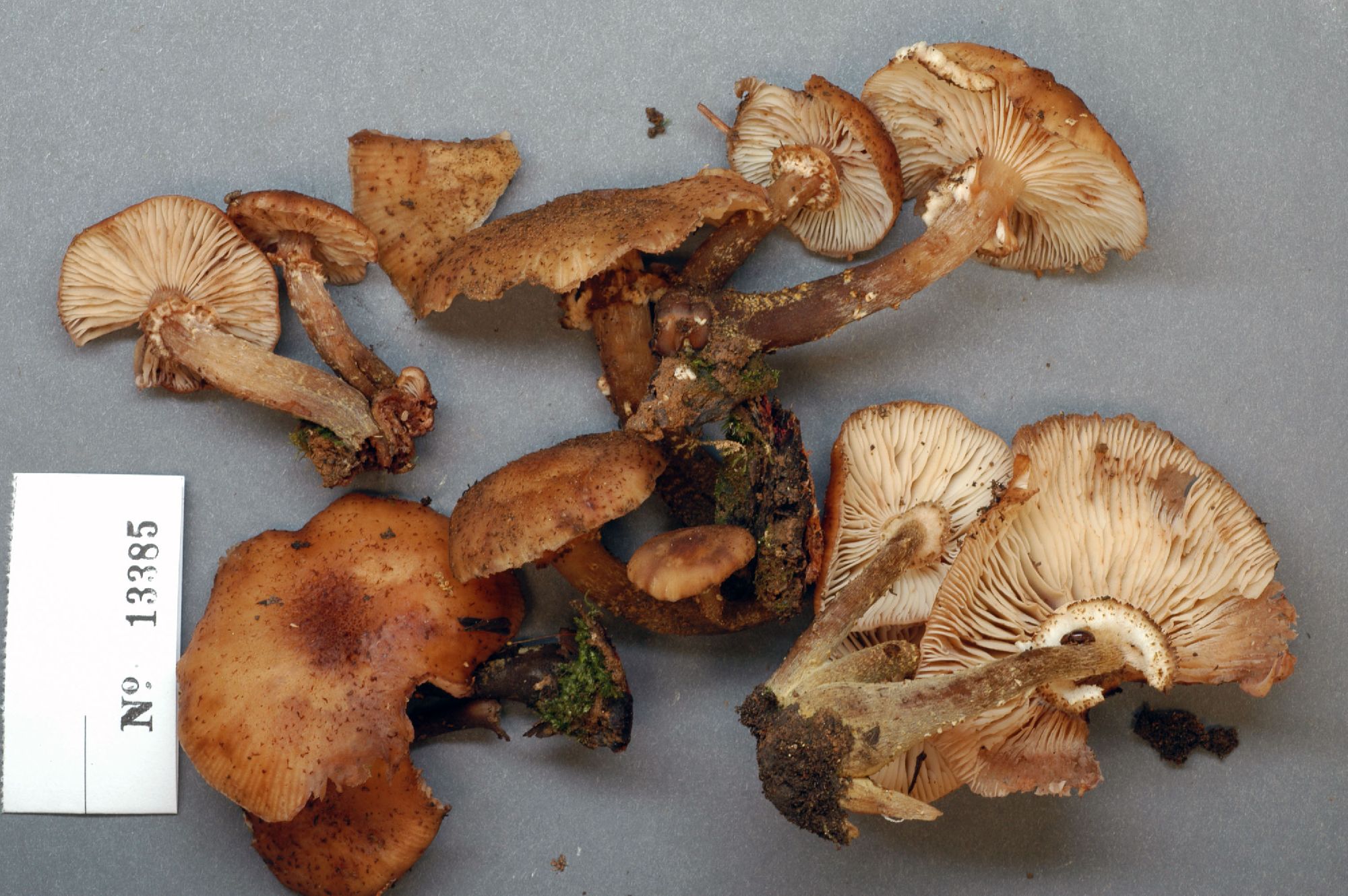 Armillaria gemina thumbnail