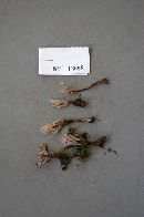 Clavulina castaneipes image