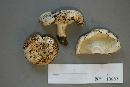 Russula delica image