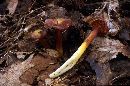 Media resource of Hygrocybe appalachianensis