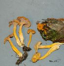 Cantharellus ignicolor image