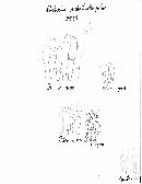 Lactarius subplinthogalus image