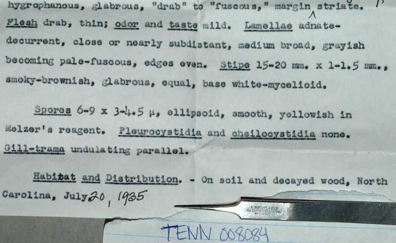 Clitocybe hesleri image