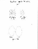 Hypholoma capnoides image
