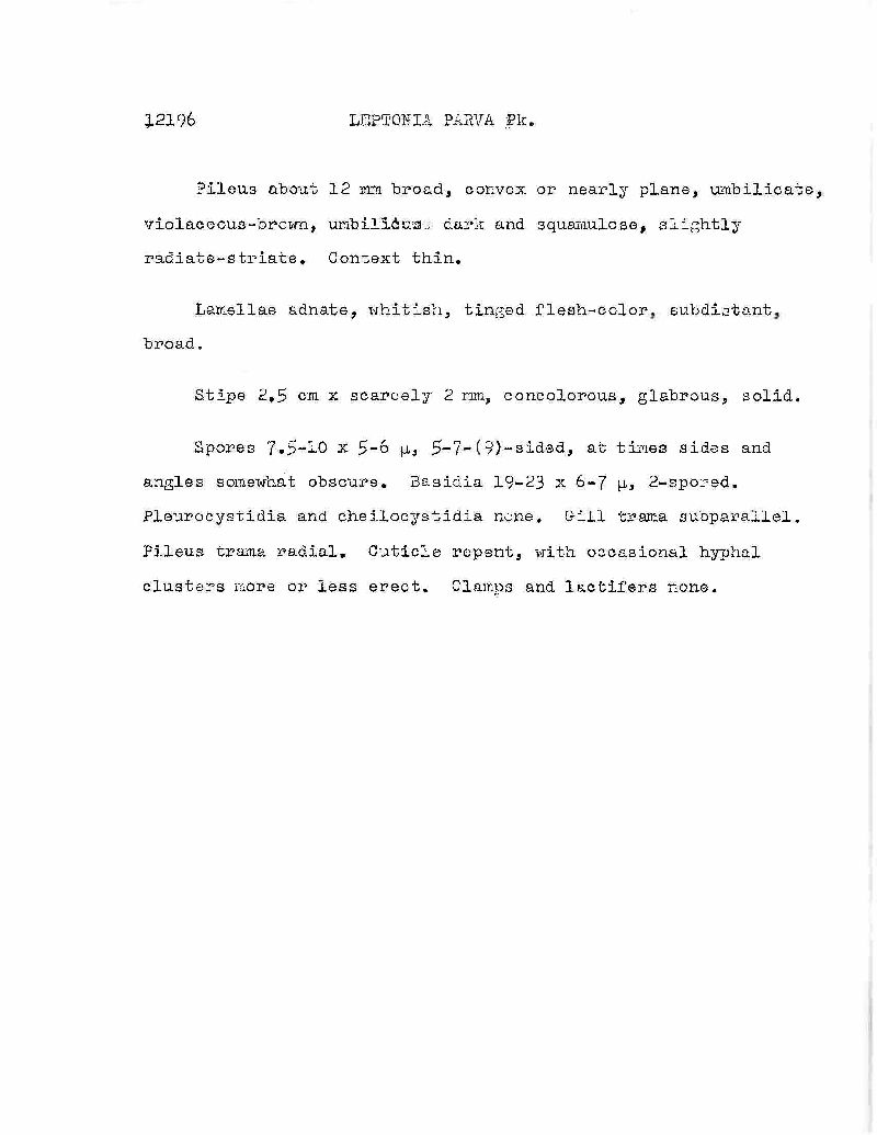 Entoloma parvum image