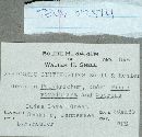Media resource of Boletus glutinosipes