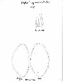Leratiomyces squamosus image
