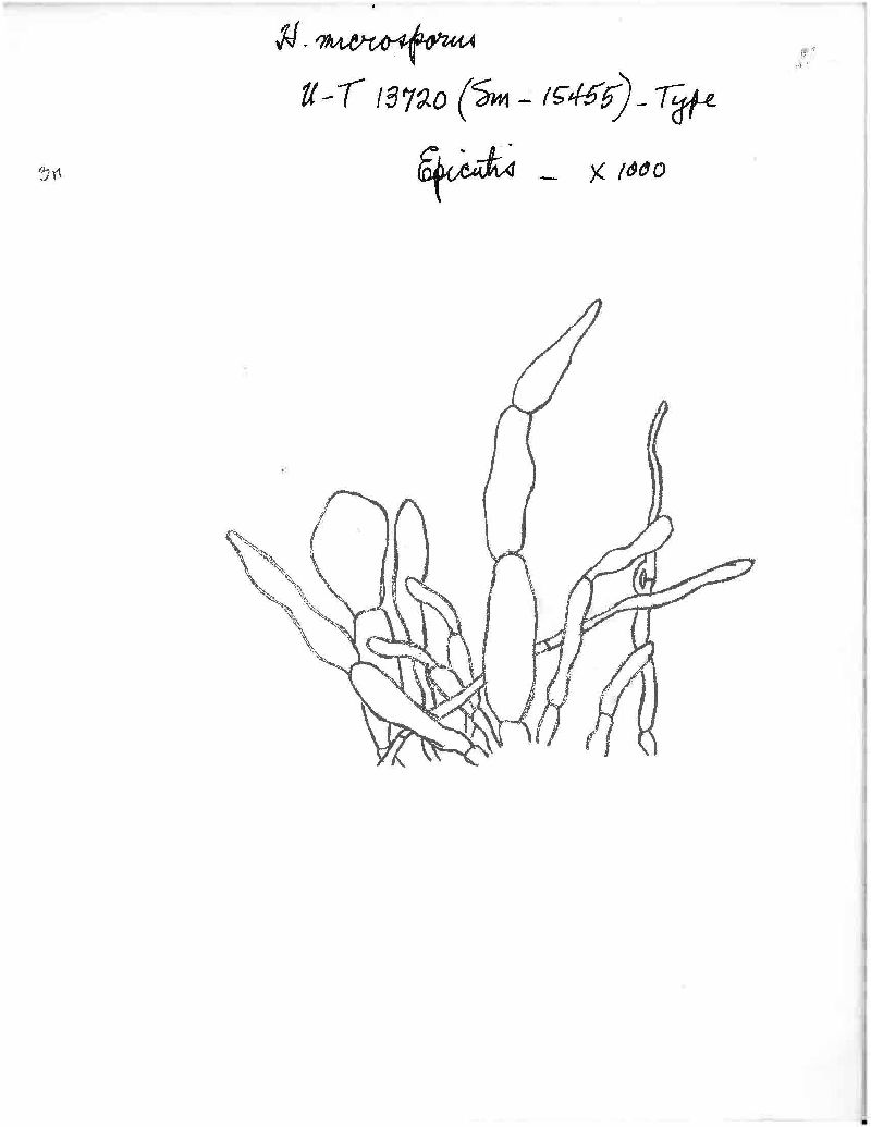 Camarophyllopsis microspora image