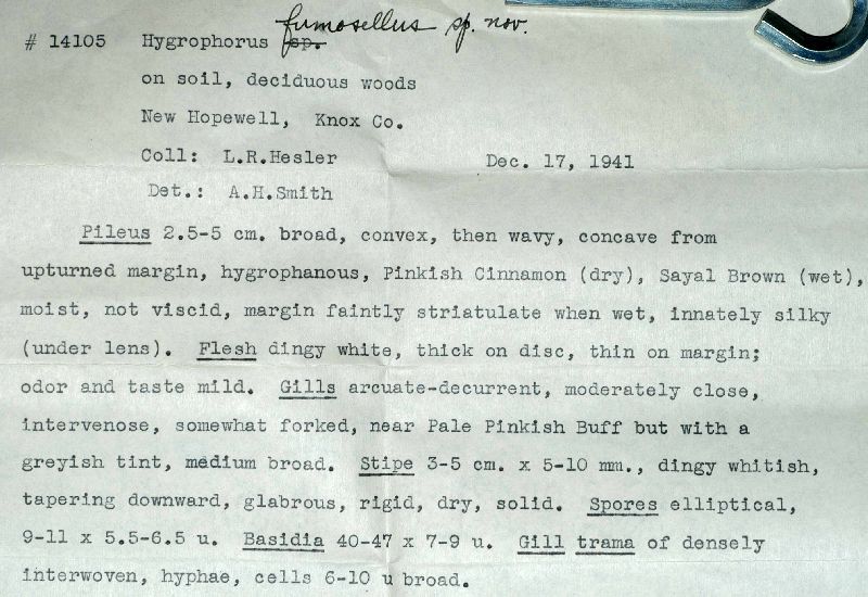 Hygrophorus fumosellus image