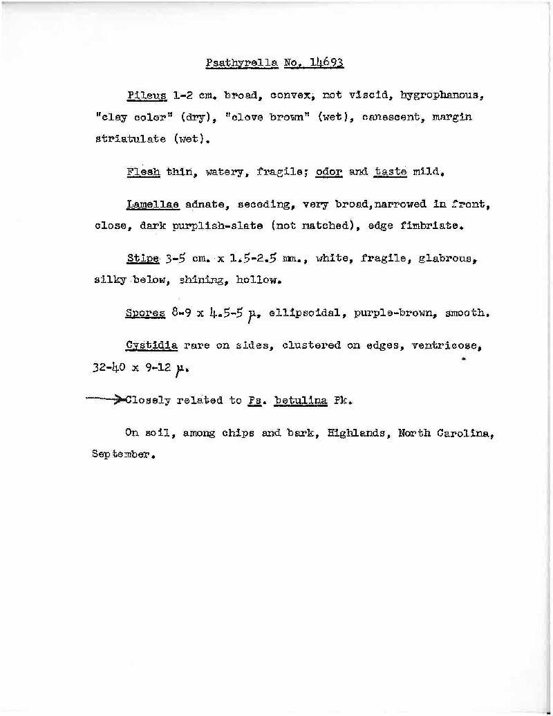 Psathyrella betulina image