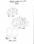 Pholiota castanea image