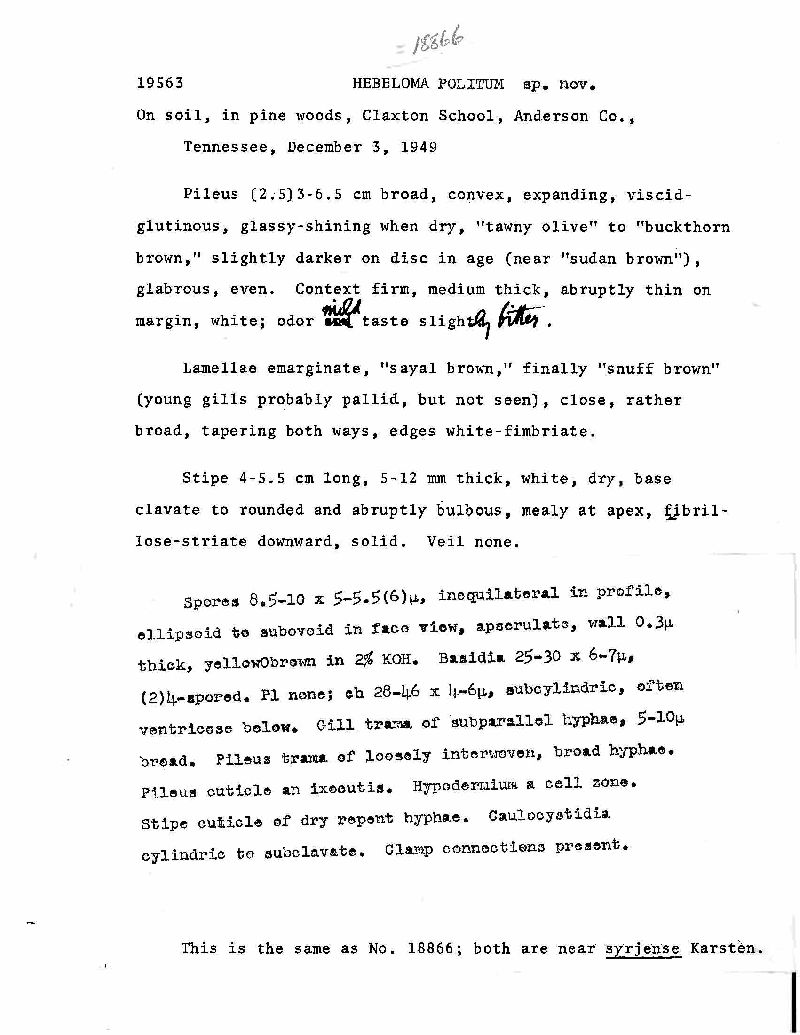 Hebeloma politum image