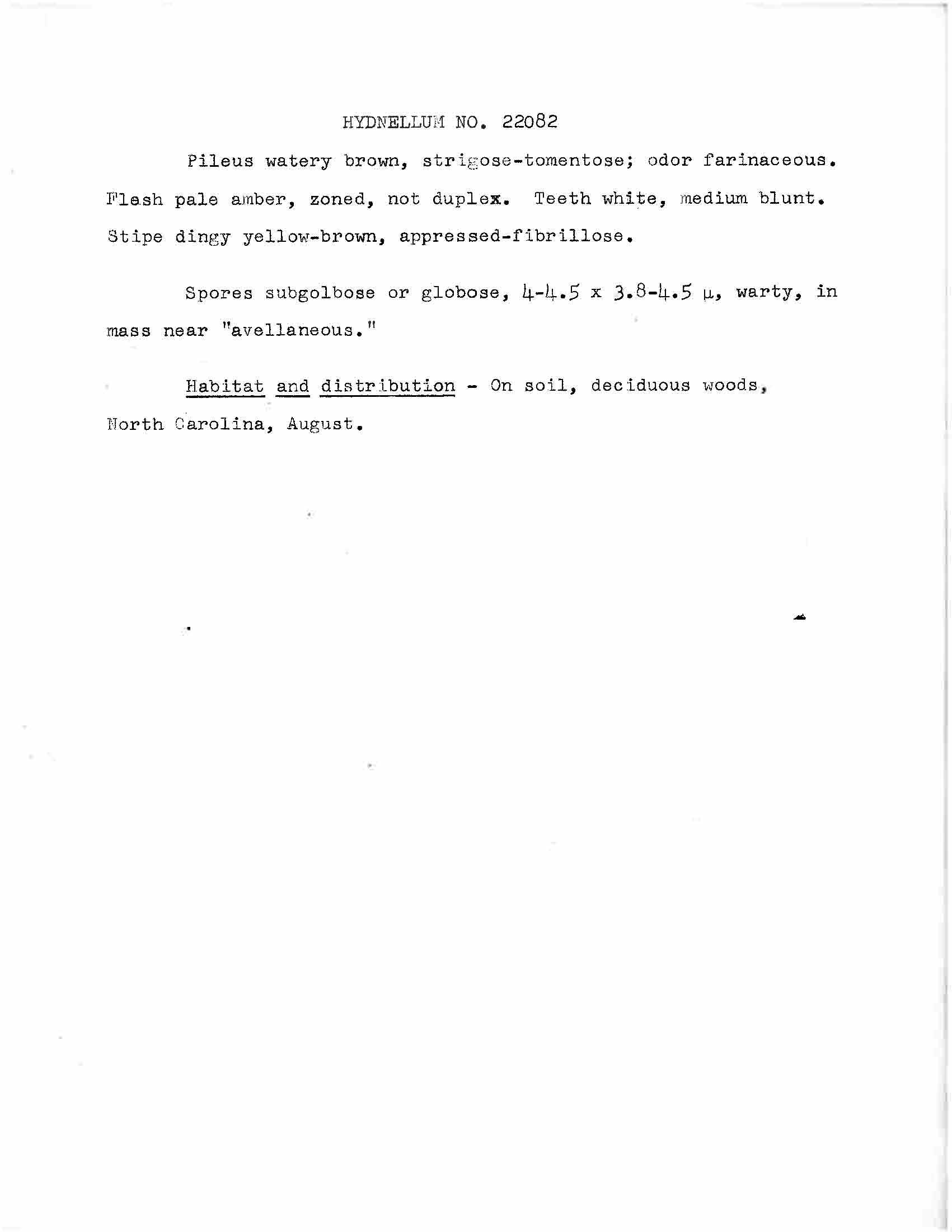 Hydnum ambustum