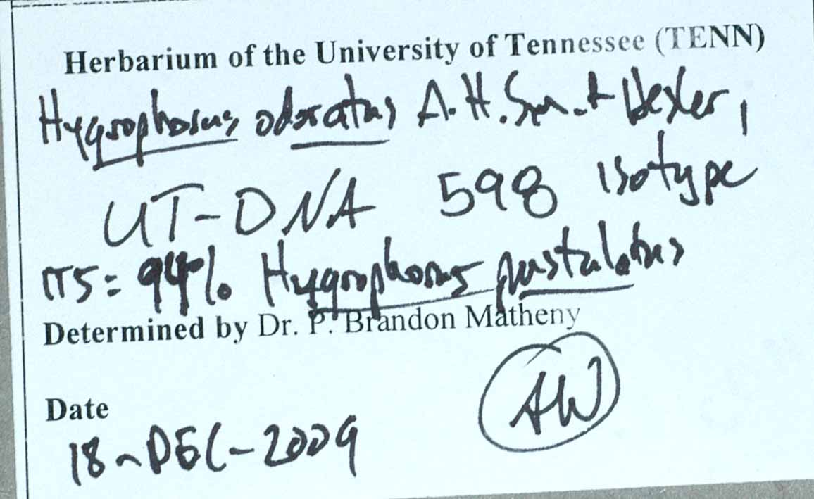 Hygrophorus odoratus image