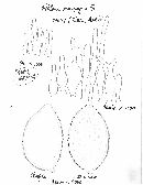 Hebeloma sinapizans image