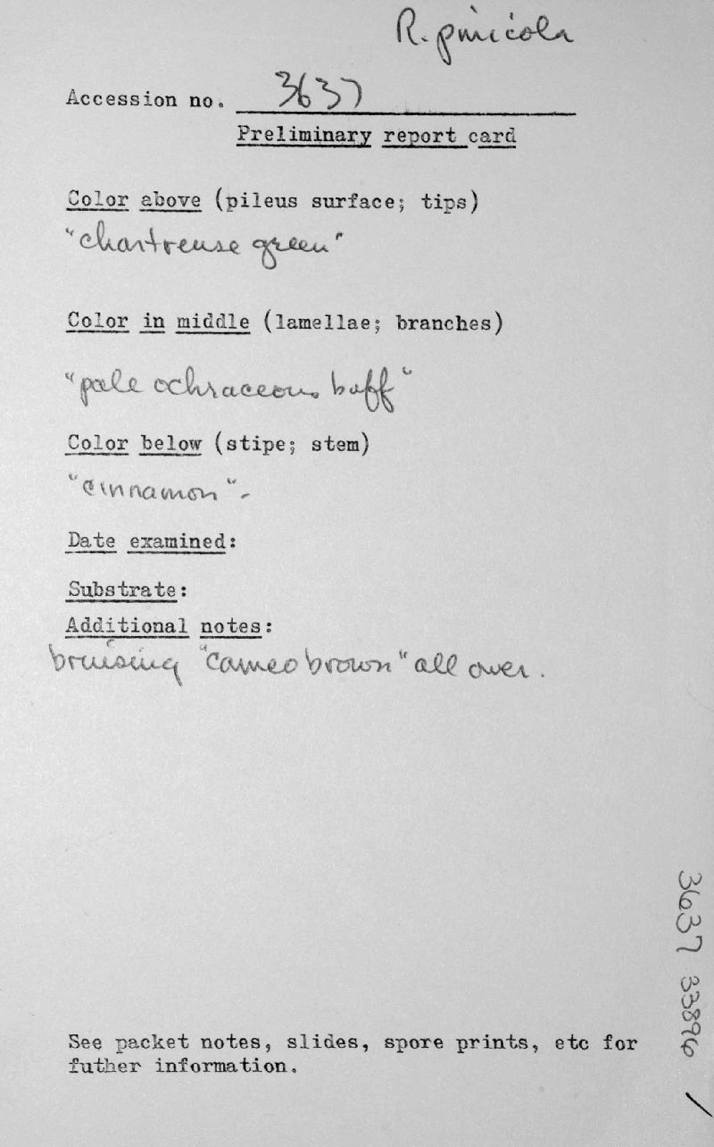 Ramaria pinicola image