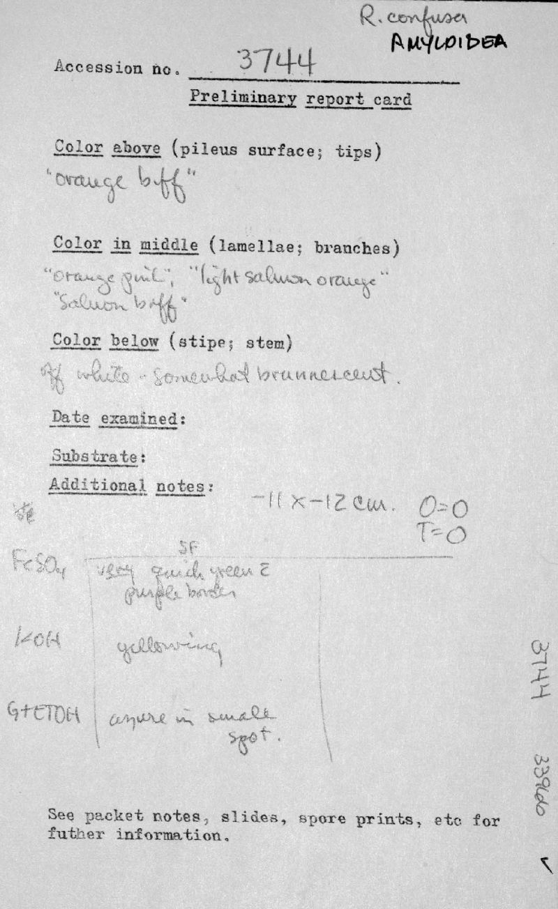 Ramaria amyloidea image