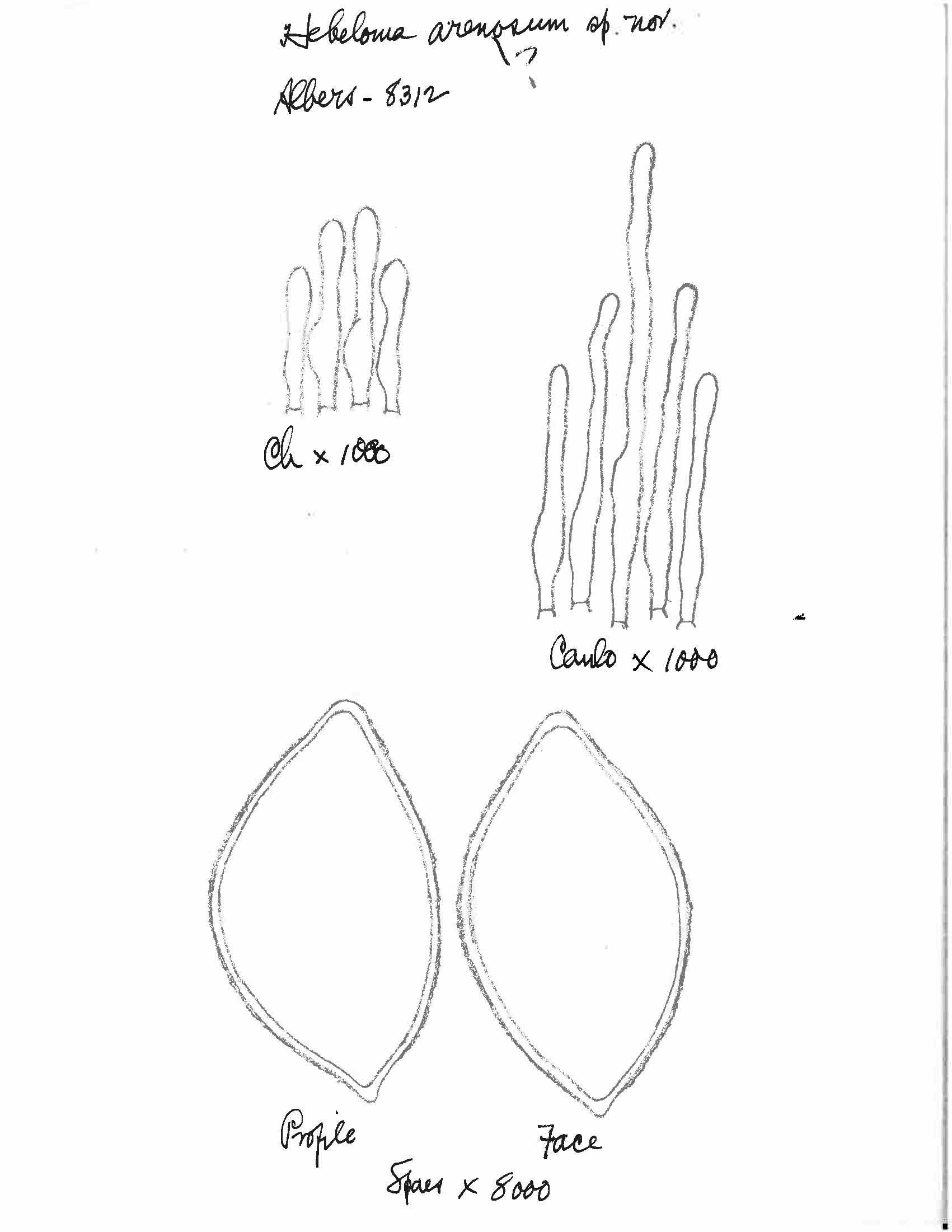 Hebeloma arenosum thumbnail