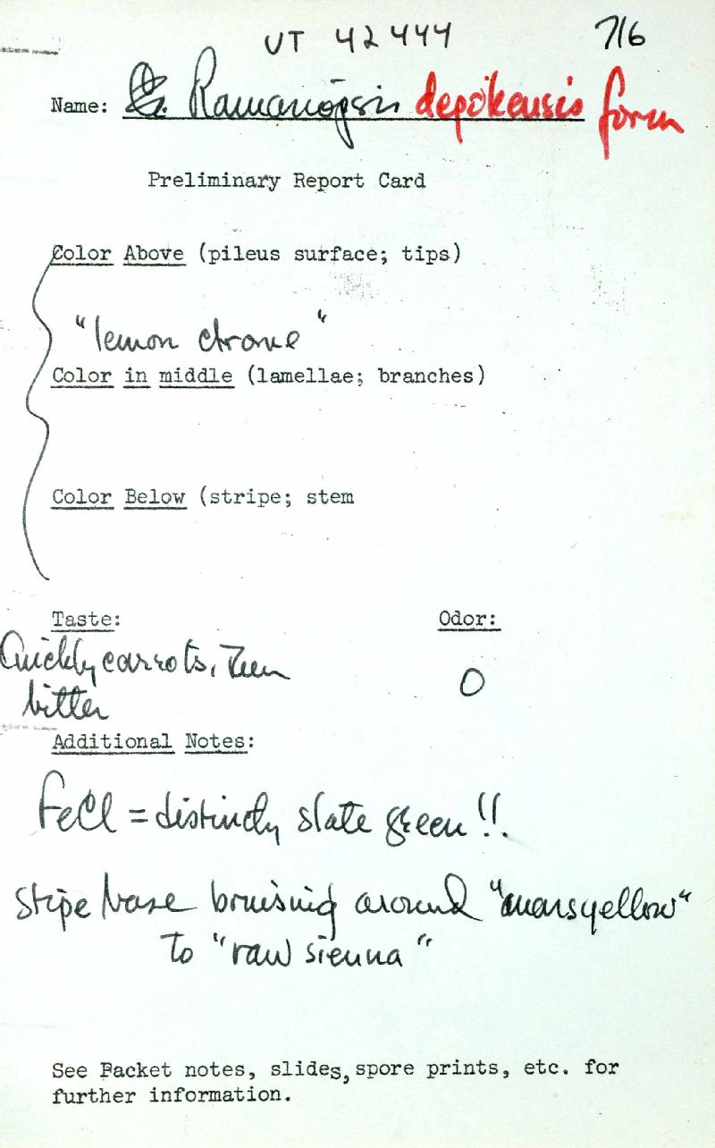 Clavulinopsis depokensis image
