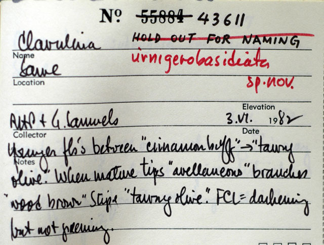 Clavulina urnigerobasidiata thumbnail