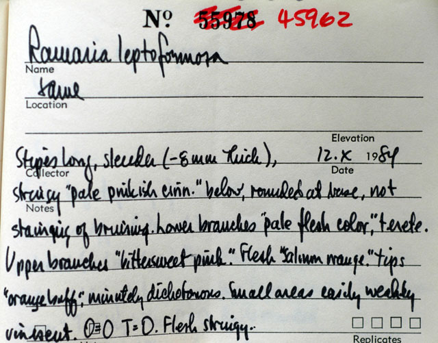 Ramaria leptoformosa image