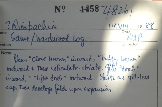 Rimbachia thumbnail
