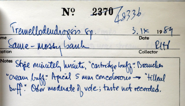Tremellodendropsis thumbnail