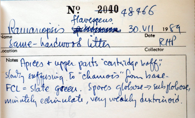 Ramariopsis flavescens image