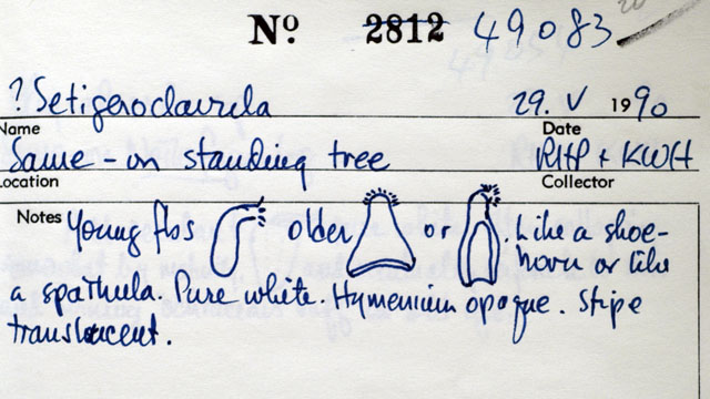 Setigeroclavula