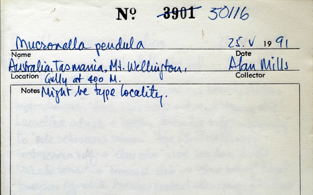 Mucronella pendula