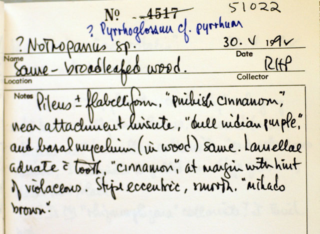 Pyrrhoglossum pyrrhum image