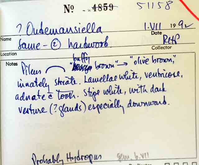 Pseudohiatula