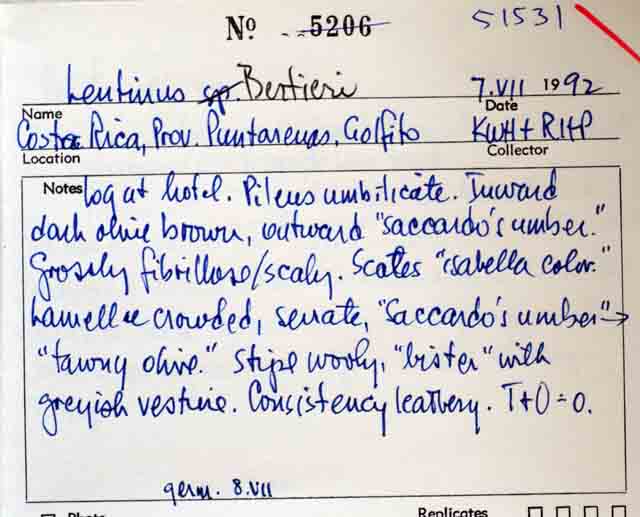 Lentinus swartzii