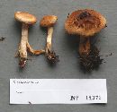 Tricholoma vaccinum image