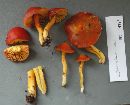 Hygrocybe miniata image