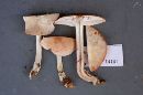 Rhodocollybia maculata image