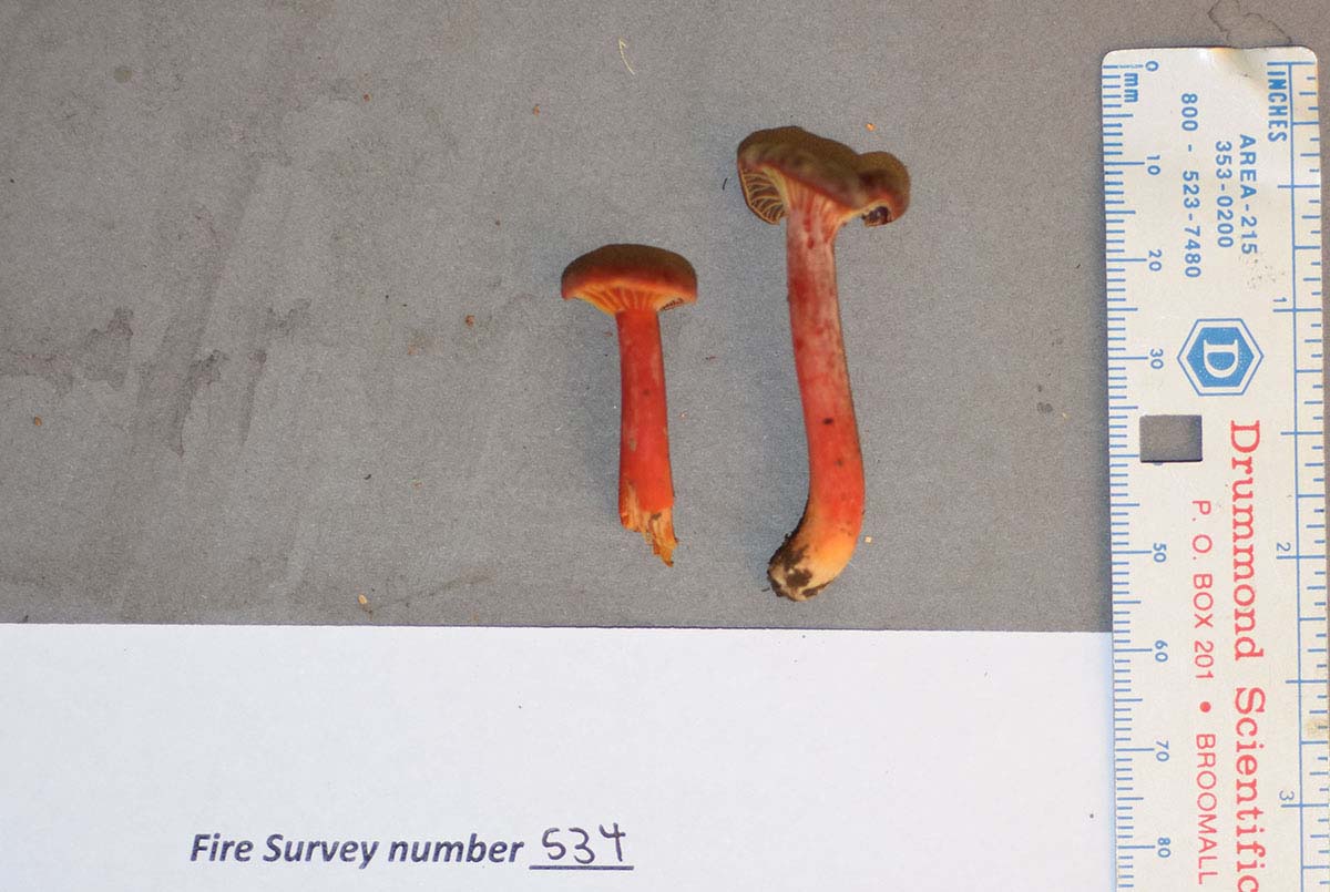 Hygrocybe appalachianensis thumbnail