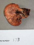 Fistulina hepatica image