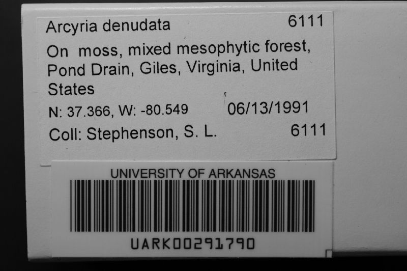 Arcyria denudata image