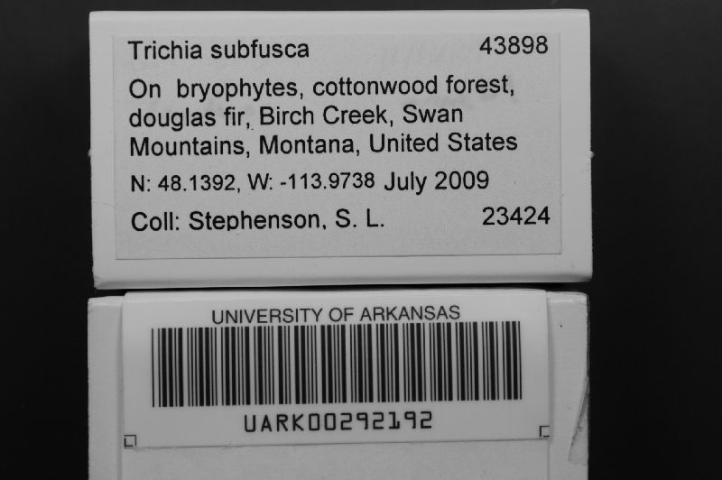 Trichia subfusca image