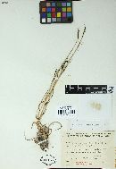 Sphacelotheca cordobensis image