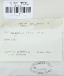 Cyathus stercoreus image