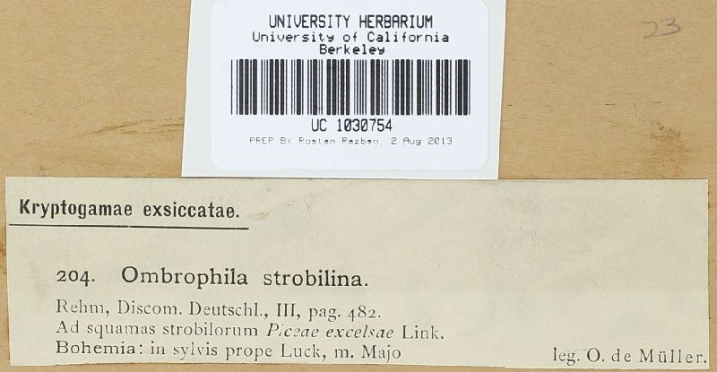 Rutstroemia bulgarioides image