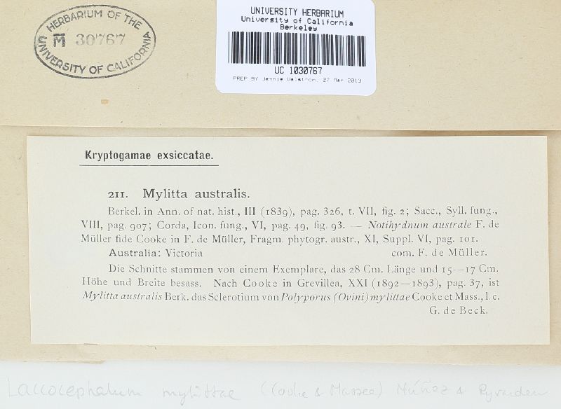 Laccocephalum mylittae image