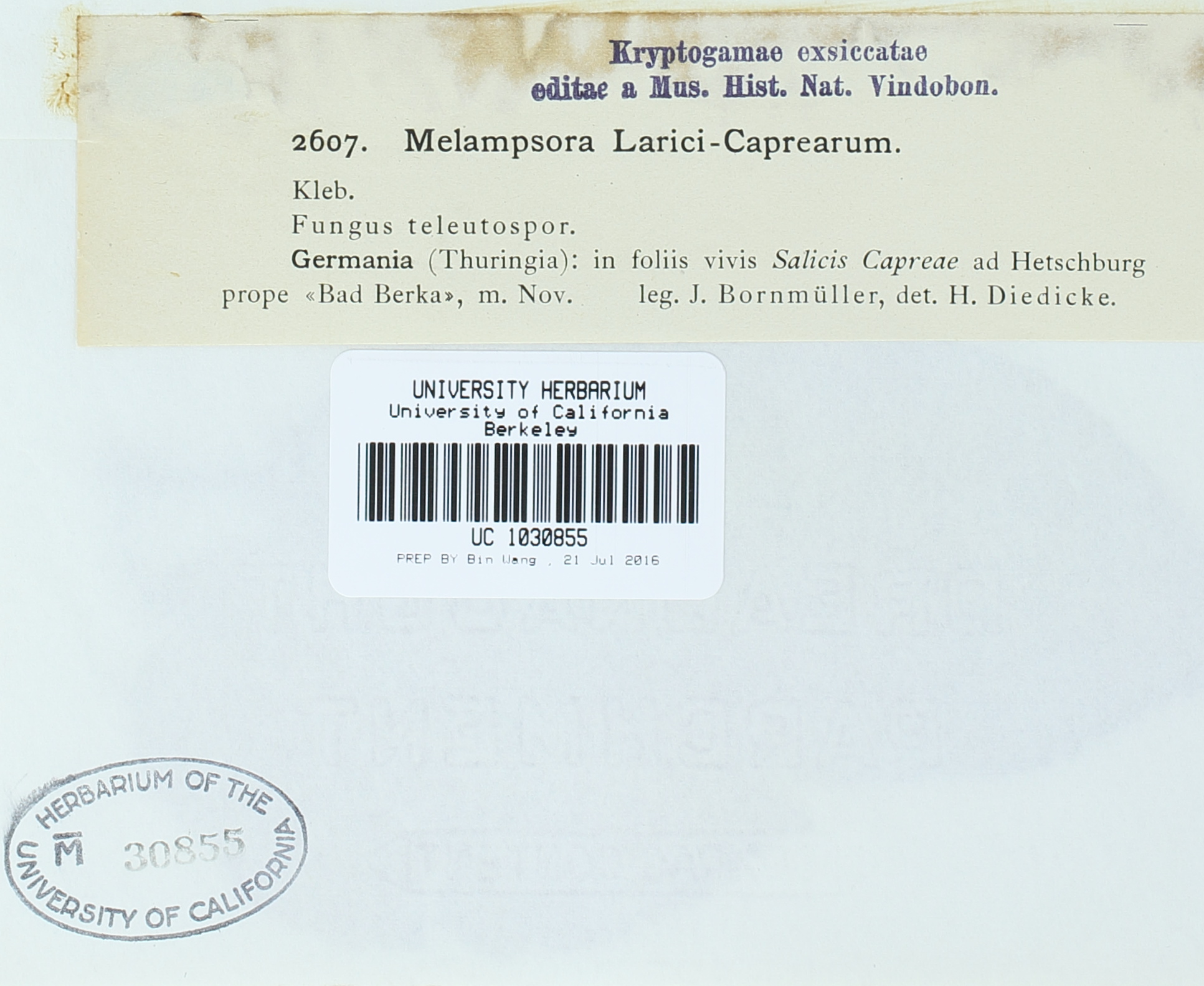 Melampsora caprearum thumbnail