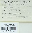 Ustilago bullata image