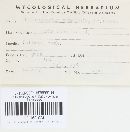 Davidiella macrospora image